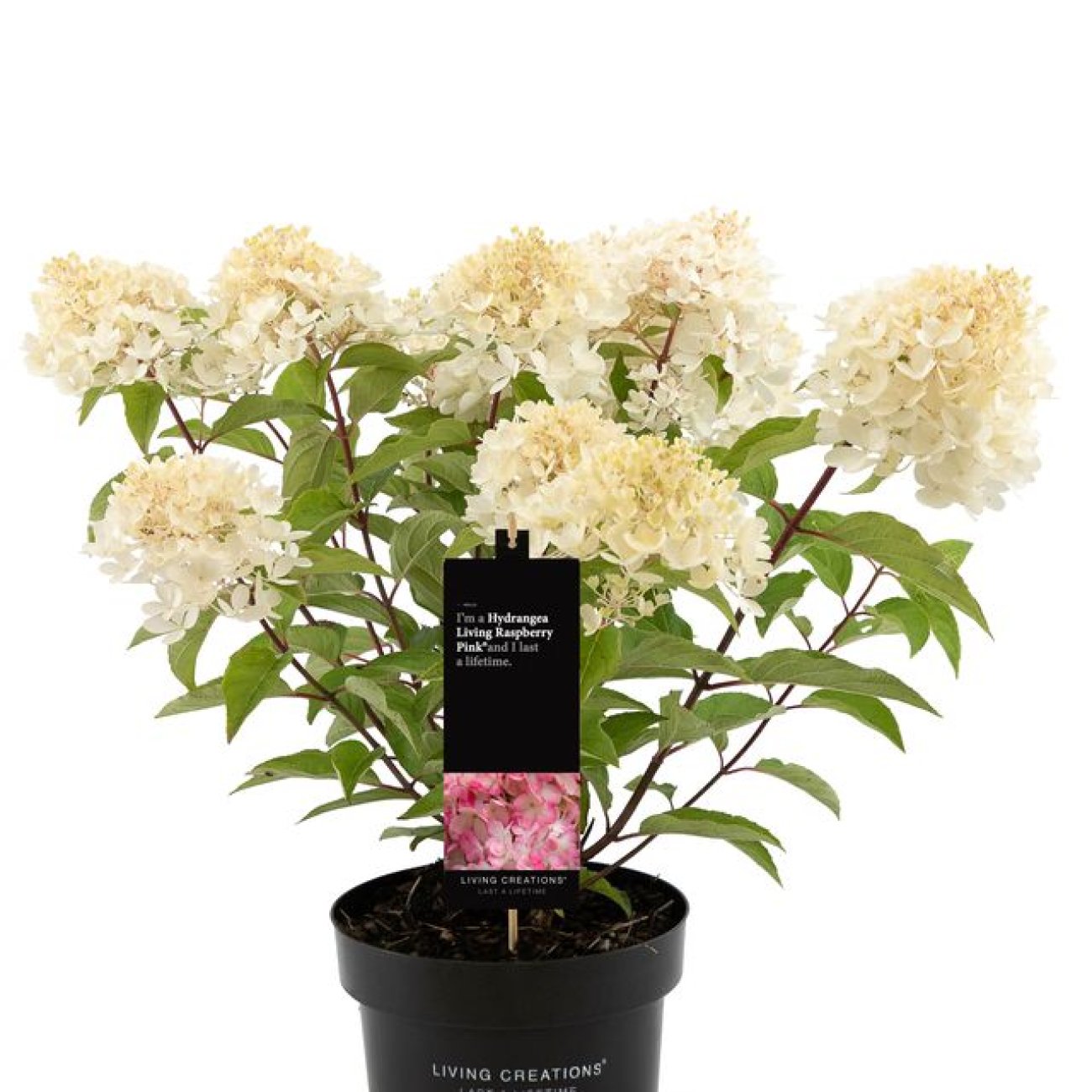 Obrázok Hortenzia metlinatá (Hydrangea paniculata) ‘LIVING RASPBERRY PINK’® by LIVING CREATIONS® - výška 20-30 cm, kont. C1,5L